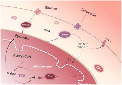 Lactate in the tumor microenvironment: A rising star for targeted tumor therapy